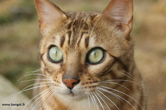 CHAT BENGAL 